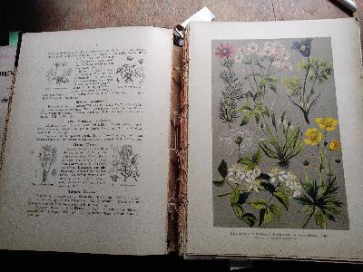 Carl+Hoffmann+s+Botanischer+Bilder+-+Atlas++Nach+dem+nat%C3%BCrlichen+Pflanzensystem+von+De+Candolle%2C+Jussien%2C+Endlicher%2C+Reichenbach+u.a.