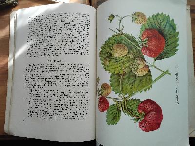 Obstbau+im+rauhen+Klima