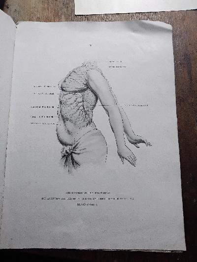Die+Atmung+und+die+Muskelinnervation++Anatomische+Tafeln+als+Beilage+zur+Methode+der+rhythmischen+Gymnastik+nach+Originalzeichnungen