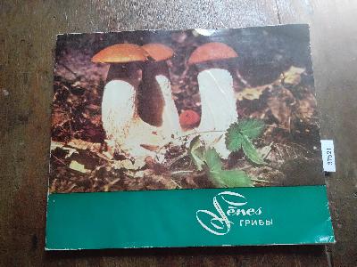 Senes+%28Pilze%29