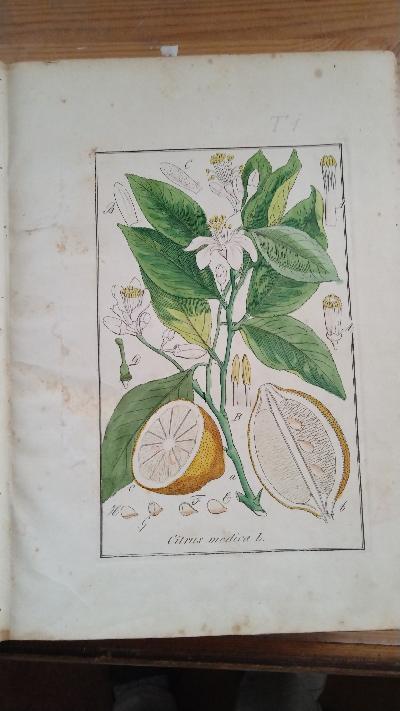 Abbildungen+s%C3%A4mmtlicher+Arzneigew%C3%A4chse+Deutschlands%2C+welche+in+die+Pharmacop%C3%B6en+der+gr%C3%B6ssern+Deutschen+Staaten+aufgenommen+sind+++Tafelband+mit+270++colorierten+Tafeln
