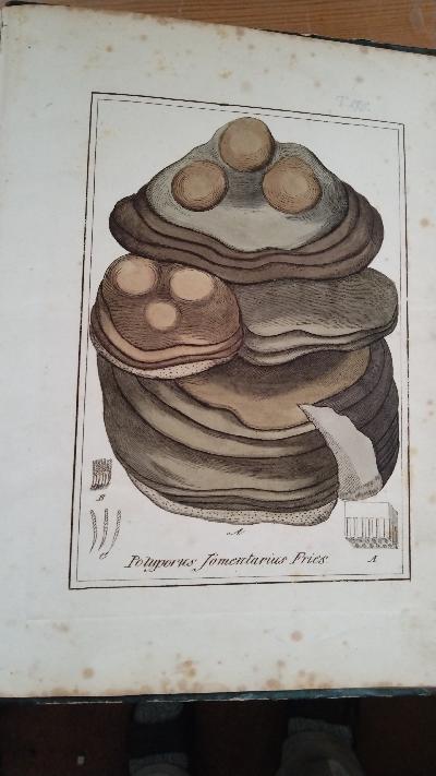 Abbildungen sämmtlicher Arzneigewächse Deutschlands, welche in die Pharmacopöen der grössern Deutschen Staaten aufgenommen sind   Tafelband mit 270  colorierten Tafeln - Front Cover