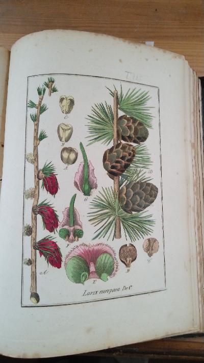 Abbildungen sämmtlicher Arzneigewächse Deutschlands, welche in die Pharmacopöen der grössern Deutschen Staaten aufgenommen sind   Tafelband mit 270  colorierten Tafeln - Front Cover