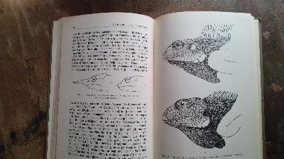 Amphibien und Reptilien  I  Körperbau und Lebensweise II  Anpassung der Organe an die Lebensweise - Front Cover