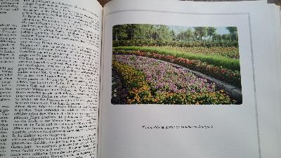 Einjahrsblumen  Beschreibung, Pflanzung, Pflege und Verwendung der einjährig im Freien zu ziehenden Blütengewächse - Front Cover