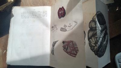 Gesammelte Abhandlungen zur wissenschaftlichen Medicin Zweite und Dritte Hälfte - Front Cover