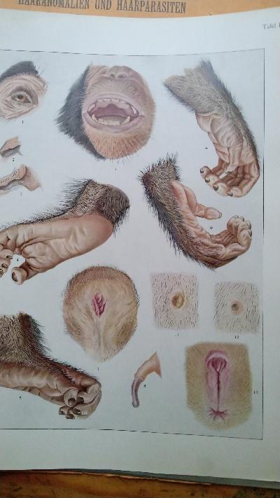 Beiträge zur Naturgeschichte des Menschen  Ein Beitrag zur Physiologie der Behaarung  Lieferung I Das Wollhaarkleid des Menschen, Lieferung II Das Dauerhaarkleid des Menschen,  Lieferung III Geschlechtws- und Rassenunterschiede der Behaarung Haaranomalien und Haarparasiten, Lieferung IV Entwicklung, Bau und Enststehung der Haare Literatur über Behaarung - Front Cover