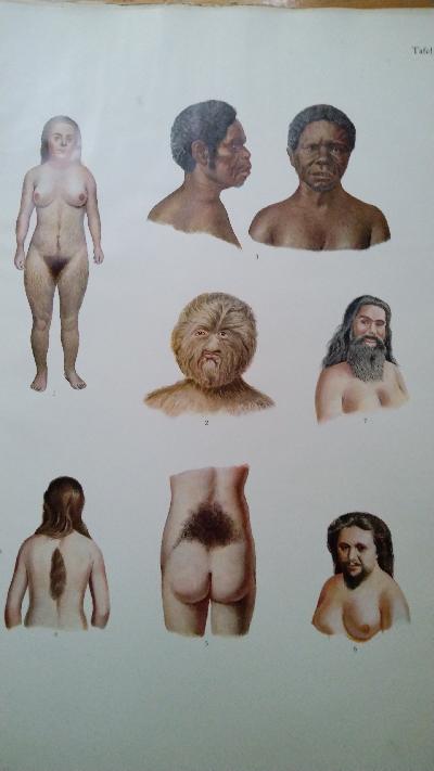 Beiträge zur Naturgeschichte des Menschen  Ein Beitrag zur Physiologie der Behaarung  Lieferung I Das Wollhaarkleid des Menschen, Lieferung II Das Dauerhaarkleid des Menschen,  Lieferung III Geschlechtws- und Rassenunterschiede der Behaarung Haaranomalien und Haarparasiten, Lieferung IV Entwicklung, Bau und Enststehung der Haare Literatur über Behaarung - Front Cover