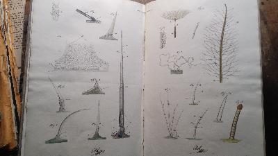 Die Lehre von den Haaren in der gesammten organischen Natur  Zweyter Band  Haare des Menschen - Front Cover