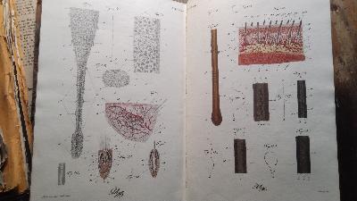 Die Lehre von den Haaren in der gesammten organischen Natur  Zweyter Band  Haare des Menschen - Front Cover