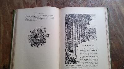 Naturstudien in Wald und Feld  Spaziergangs - Plaudereien - Front Cover